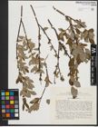 Foto von Salix phylicifolia L.